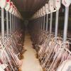 Cheap Steel Structure Poultry House Piggery Farm Sheds With Advanced Equipment