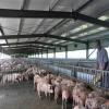 Prefab Steel Structure Low Price Advanced Automated Piggery