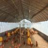 light span steel structure for poultry house farm steel structure farm warehouse #1 small image