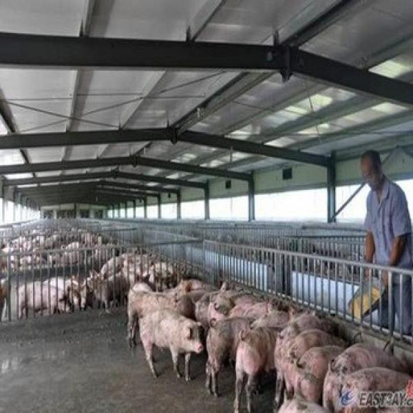 Prefab Steel Structure Low Price Advanced Automated Piggery #1 image